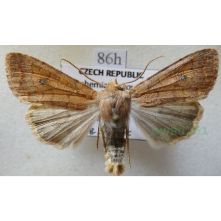 Agrochola circellaris (Hufnagel, 1766) Źrenicówka rudawka Czech86h